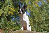 BOULEDOGUE FRANCAIS 556